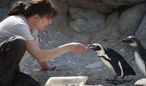 В британском зоопарке живет пигвин, который боится воды. Фото: MIGnews.com