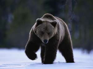 Медведь. Фото: http://elliottwave.ru