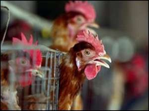 Птичий грипп: возможна ли мировая пандемия? Фото: http://old.psdp.ru