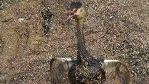 Названа возможная причина массовой гибели птиц на юге Сахалина. Фото: РИА Новости