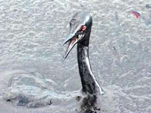 В массовой гибели птиц на Сахалине виновны моряки. Фото: Вести.Ru