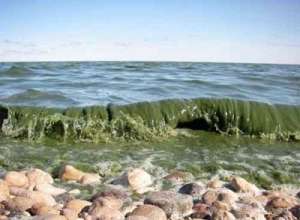 Морская акватория Китая все чаще подвергается атакам токсичных водорослей. Фото: АМИ-ТАСС