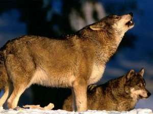 Волки. Фото из открытых источников сети Интернет