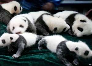 Детеныши панды. Фото: http://www.chinanews.ru