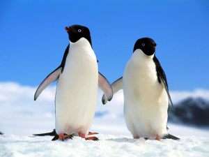 Пингвины. Фото: АМИ-ТАСС