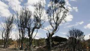Число погибших в лесных пожарах на юге Австралии превысило 180 человек.Фото: РИА Новости