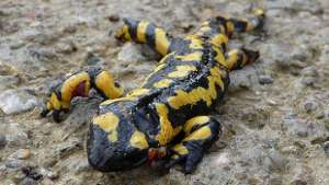 В Центральной Америке из-за глобального потепления вымирают саламандры. Фото: РИА Новости