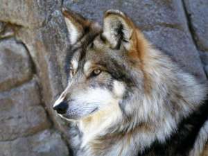 Мексиканский волк. Фото: http://wolf-svoboda.ucoz.ru