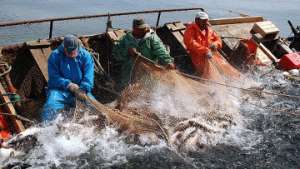 Изменение климата сильно изменит распределение коммерчески важной рыбы. Фото: РИА Новости