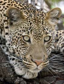Аравийский леопард. Фото: http://www.ljplus.ru