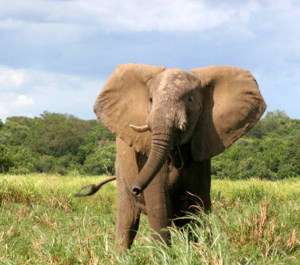 Защитники природы Намибии используют &quot;язык&quot; слонов для спасения великанов. Фото: АМИ-ТАСС