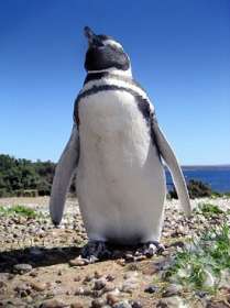 Магелланов пингвин. Фото: http://upload.wikimedia.org/