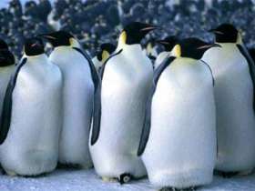 Императорские пингвины, фото с сайта Lenta.Ru