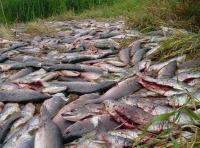 Ученые представили данные о браконьерском промысле лососей на Камчатке. Фото: WWF