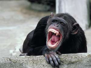 Из-за взбесившегося шимпанзе в США запретят держать приматов в качестве домашних животных. Фото: http://www.junglewalk.com