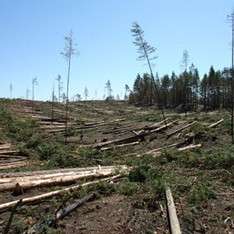 Вырубки леса. Фото: http://utro.ua