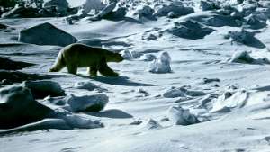 Бывает ли белый медведь &quot;зеленым&quot;? Самое интересное о полярном хищнике. Фото: РИА Новости