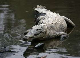 С помощью магнитов пытаются отбить у крокодилов охоту возвращаться к прежнему месту обитания. Фото: АМИ-ТАСС