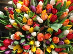 Тюльпаны. Фото: http://est-mesta.ru