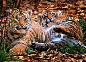 Тигрята. Фото: РИА Новости