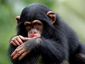 Шимпанзе способны изготовлять кисточки - с их помощью они добывают свое лакомство - термитов. Фото: АМИ-ТАСС