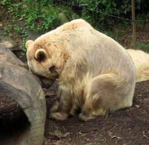 Медведь в зоопарке. Фото: http://blinnov.com