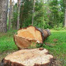 Приморских лесозаготовителей ожидает уголовная ответственность за незаконную рубку леса. Фото: Дейта.Ru