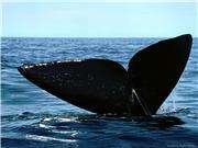 На побережье Сахалина штормом выбросило кита. Фото: Правда.Ru