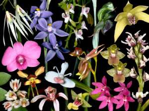 Орхидные — самое разнообразное семейство растений на Земле. Коллаж с сайта www.anbg.gov.au
