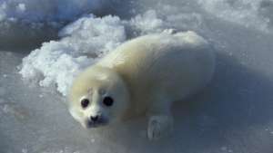 Щенок каспийского тюленя. Фото: РИА Новости