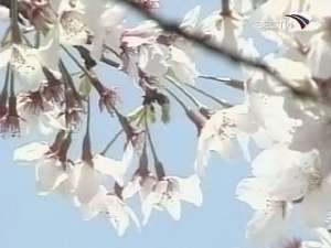 В Токио в день весеннего равноденствия официально объявлено о начале сезона цветения символа Японии - сакуры. Фото: Вести.Ru