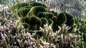 Мазь для кожи не дает морским водорослям размножаться - ученые. Коллаж РИА Новости