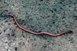 В Китае обнаружена змея, которая считается самой маленькой в мире. Фото: АМИ-ТАСС