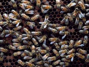 Ученые: муравьи и пчелы - единственные организмы, готовые помочь себе подобным и даже умереть за них. Фото: Архив NEWSru.com