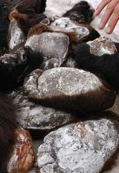Медвежьи лапы. Фото: http://old.vladnews.ru