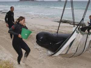 Процесс спасения выбросившихся на берег китов. Фото ©AFP