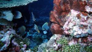 Коралловые рифы могут исчезнуть с ростом уровня углекислоты - ученые. Фото: РИА Новости