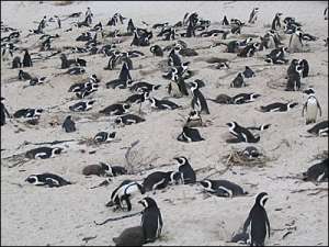 Пингвины в пригороде Кейптауна. Фото: http://newsimg.bbc.co.uk