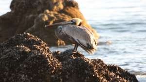 Почему пеликан не умеет нырять. Интересные факты о птицах. Фото: РИА Новости