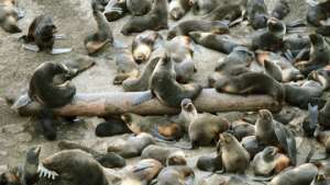 МПР изучает возможность запрета охоты на детенышей тюленей на Каспии. Фото: РИА Новости