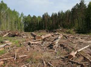 Вырубки леса. Архив http://novosti.err.ee