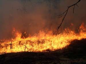 Лесной пожар. Фото: http://www.aviales-rkomi.ru