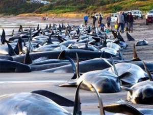Исследование: дельфины и киты выбрасываются на берег из-за военных гидролокаторов. Фото: http://www.care2.com/