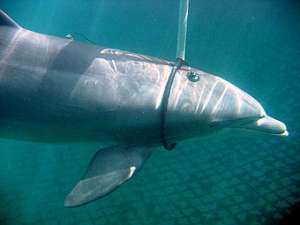 Дельфин, слушающий звуки сонара. Фото авторов исследования