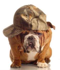 Собаки действительно внешне схожи со своими владельцами, утверждают психологи. http://www.bezumno.ru/