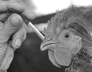 Вакцинация от птичьего гриппа. Фото: http://www.spassk62.narod.ru
