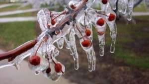 На Юге России продолжаются заморозки, угрожающие сельхозкультурам. Фото: РИА Новости