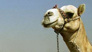 Ученым из ОАЭ впервые удалось клонировать верблюдицу. Фото: РИА Новости