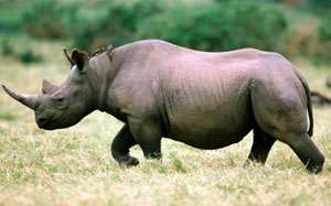 Черный носорог. Фото: http://planetazverey.ru