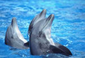 Австралийские дельфины. Фото: http://podrobnosti.ua